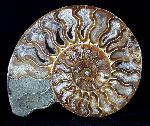 Cleoniceras (Grycia) besairiei COLLIGNON 1949 - Bild © FossNet FossilienStore